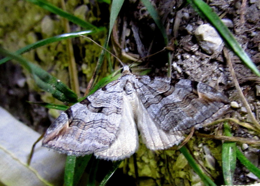 Aplocera efformata/plagiata