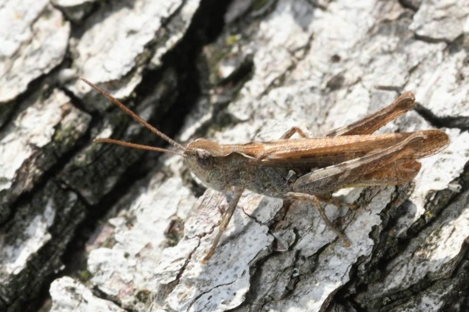 Chorthippus brunneus - közönséges tarlósáska