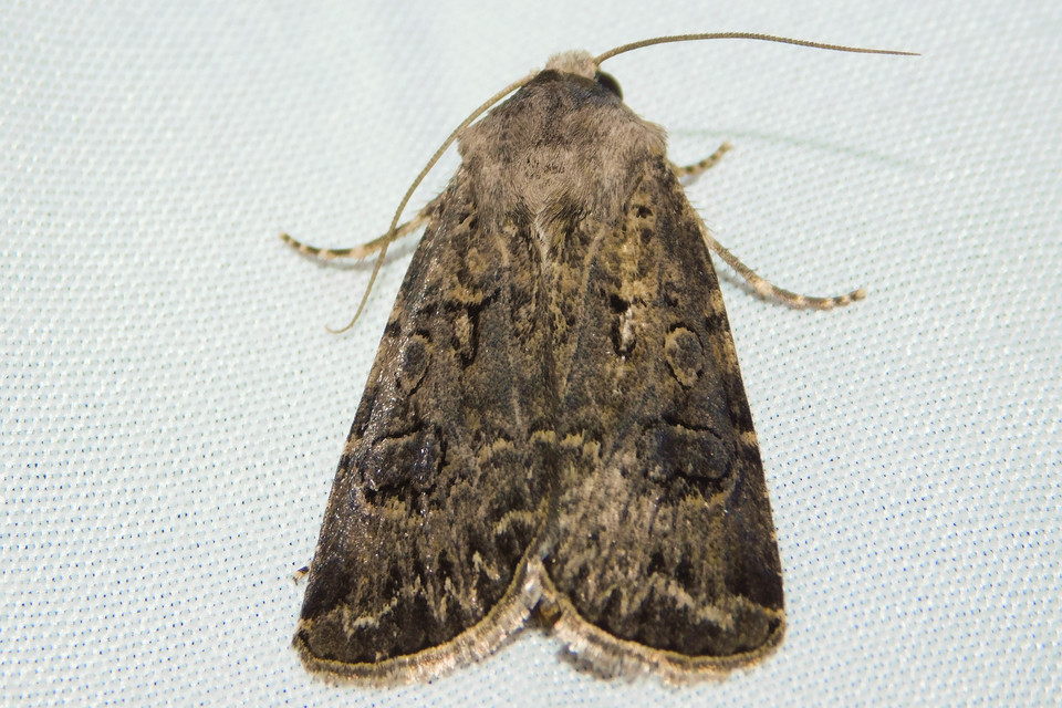 Agrotis bigramma - kétjegyű földibagoly