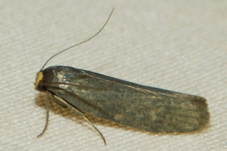 Achroia grisella - kis viaszmoly
