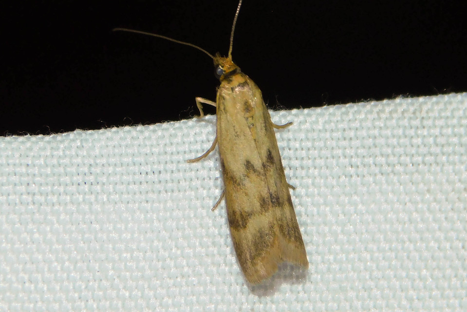 Homoeosoma sinuella - agyagsárga karcsúmoly