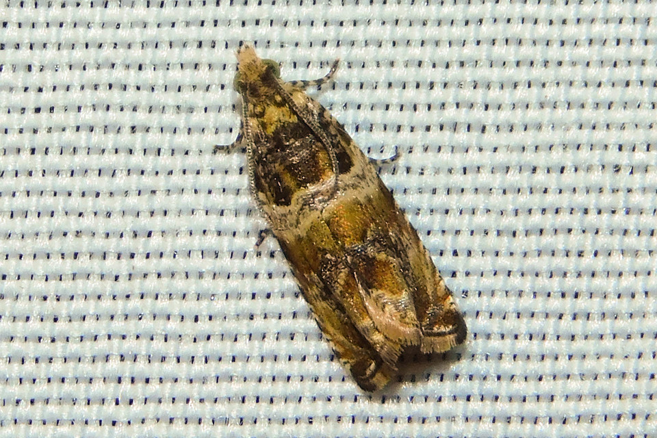 Celypha flavipalpana - öthorgú tükrösmoly