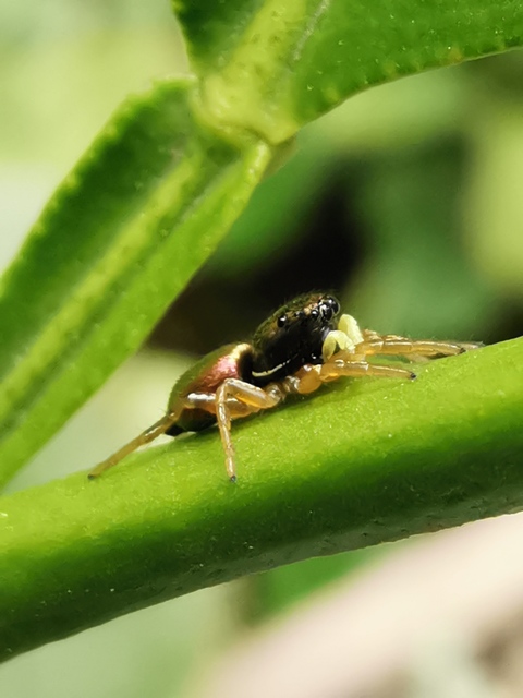 Heliophanus