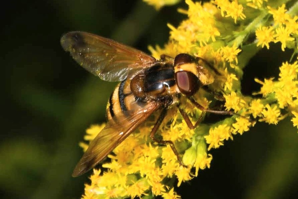 Volucella inanis - háromöves pihelégy