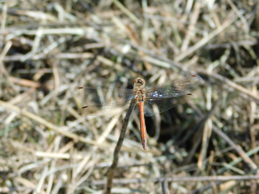 Sympetrum striolatum/vulgatum