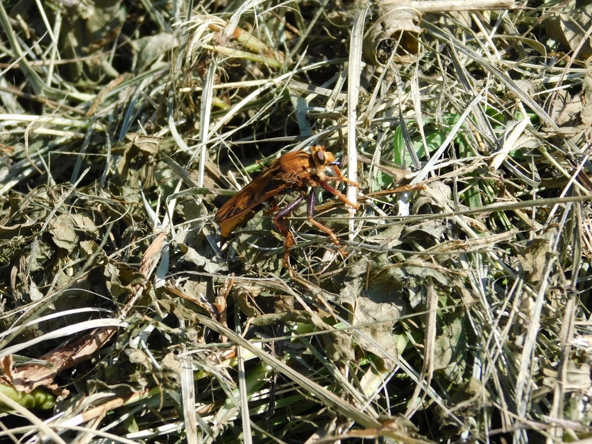 Asilus crabroniformis