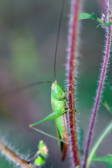 Conocephalus fuscus - kis kúpfejűszöcske