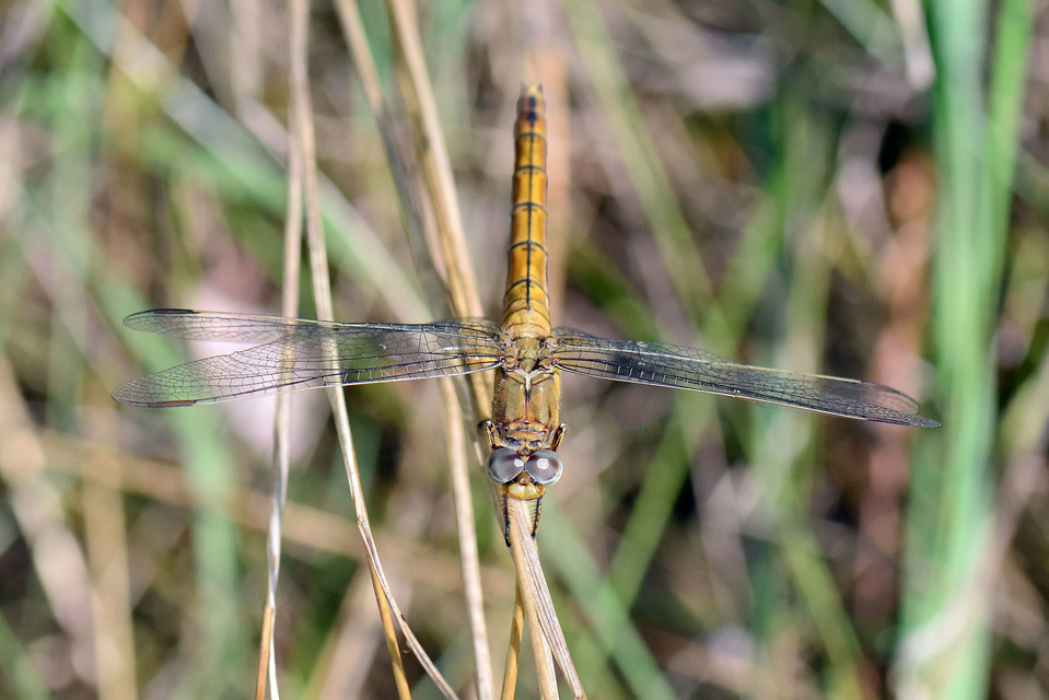 Orthetrum coerulescens - karcsú pásztorszitakötő