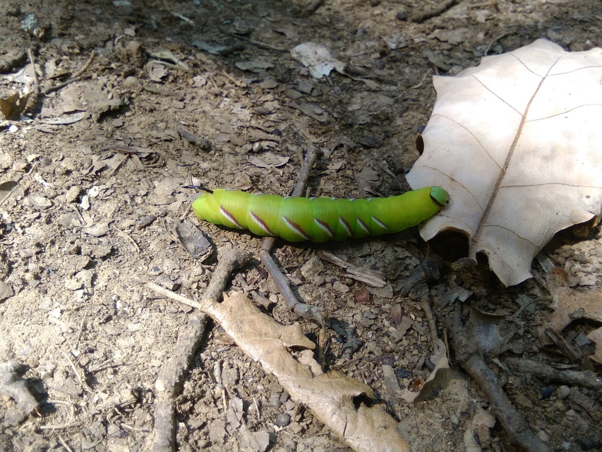 Sphinx ligustri - fagyalszender