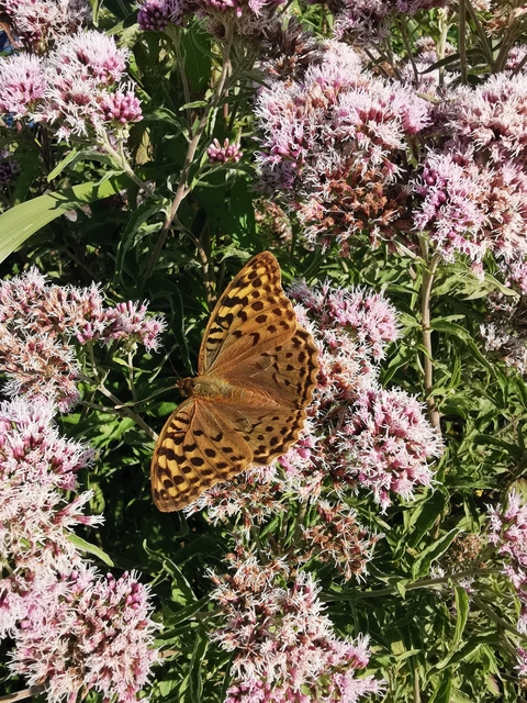 Argynnis pandora - zöldes gyöngyházlepke