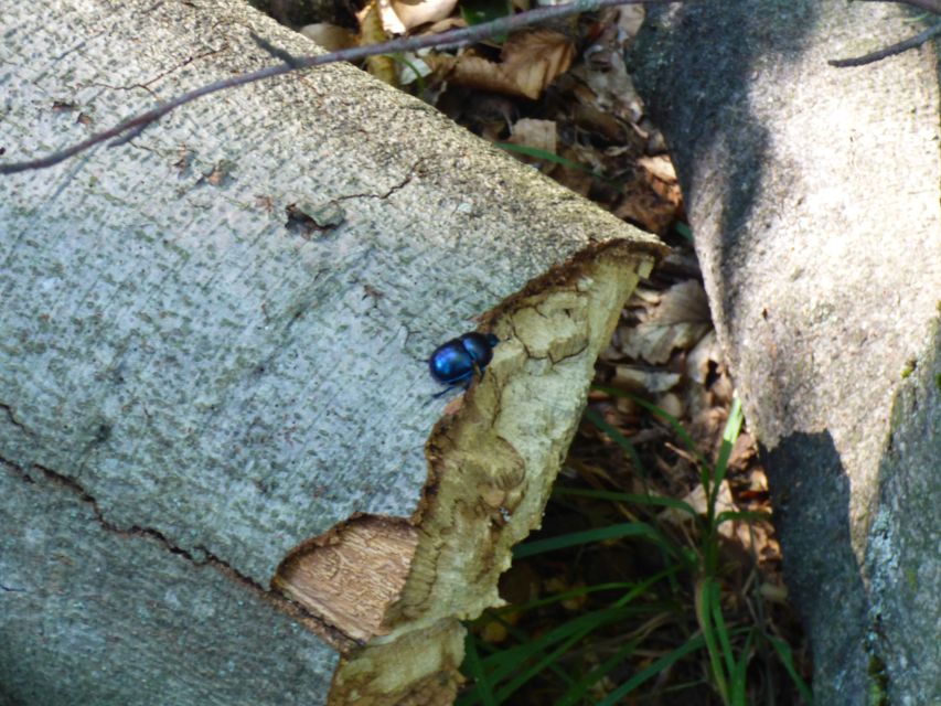 Trypocopris vernalis - tavaszi álganéjtúró