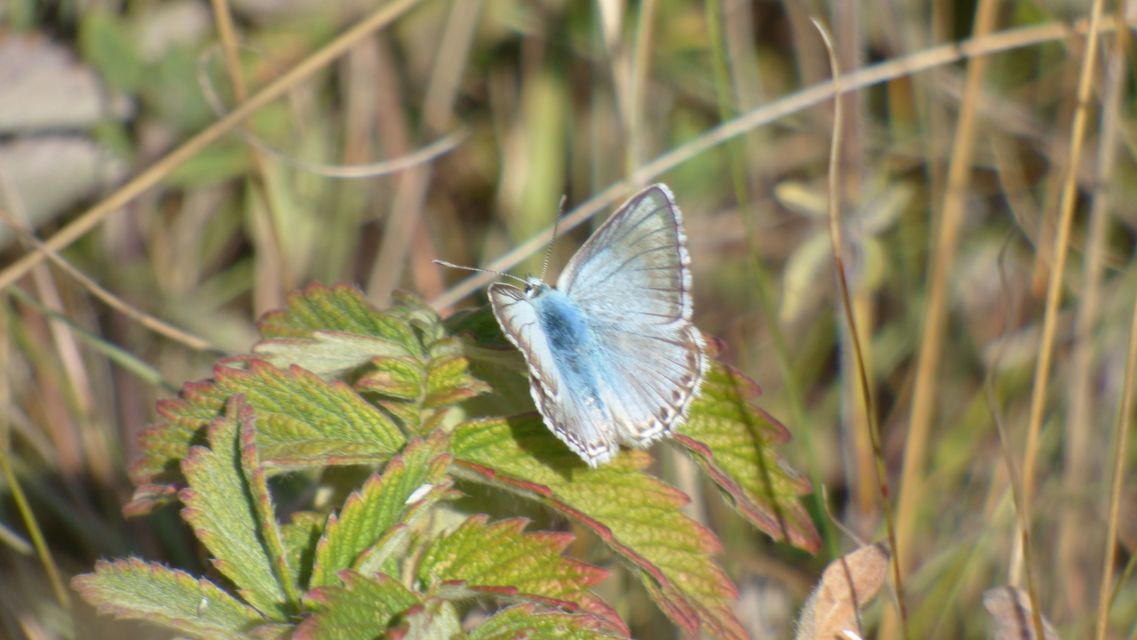 Polyommatus coridon - ezüstkék boglárka