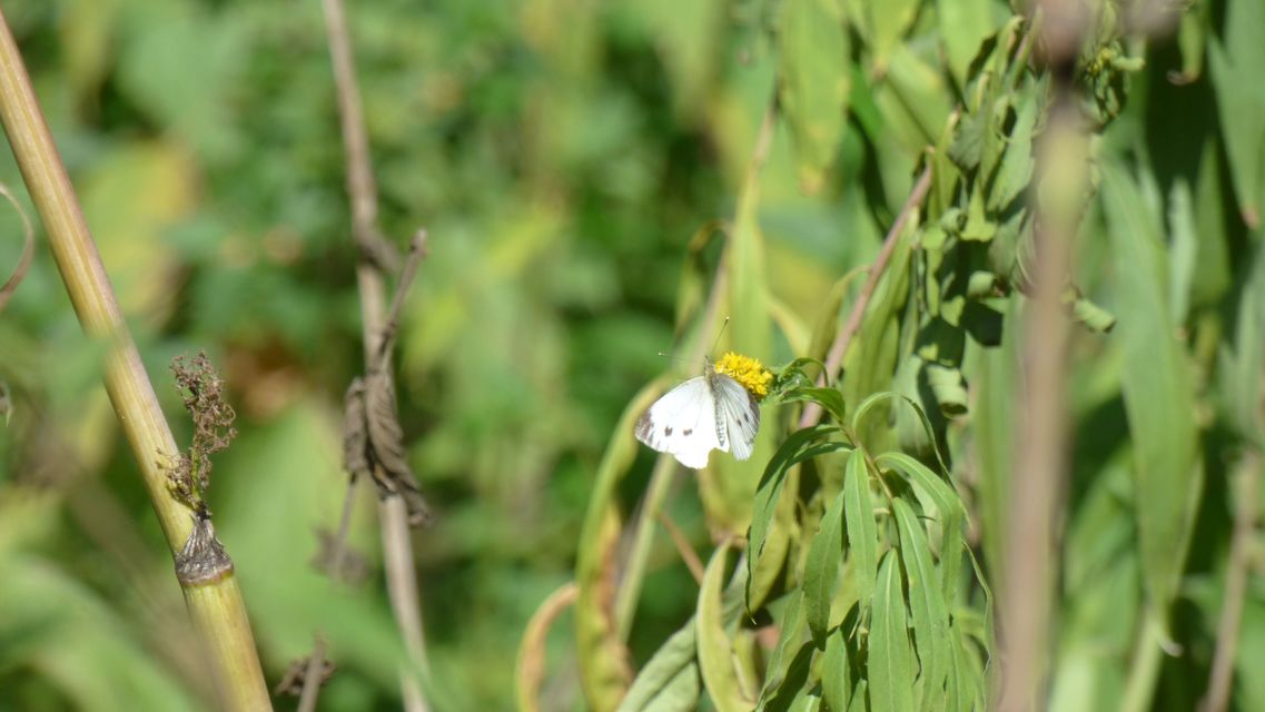 Pieris napi - repcelepke