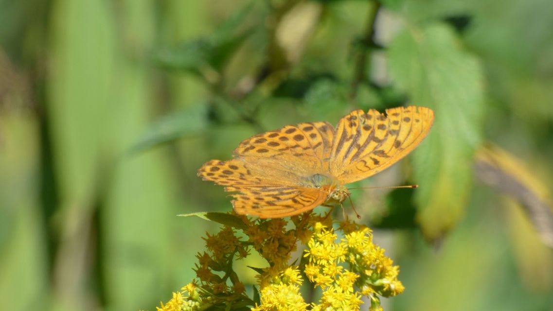 Argynnis paphia - nagy gyöngyházlepke