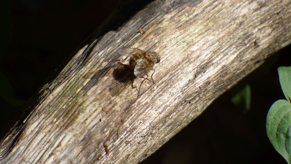 Phaonia valida