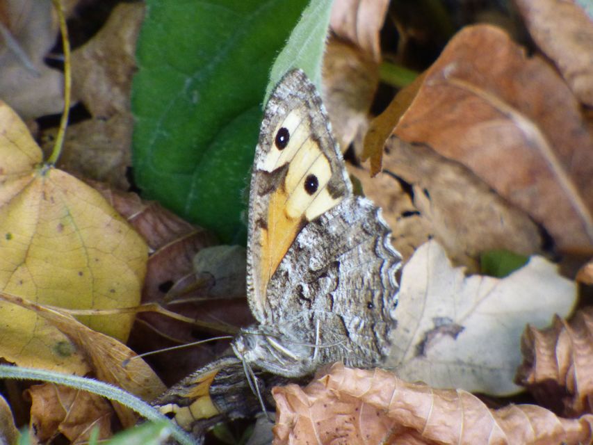 Hipparchia semele - barna szemeslepke