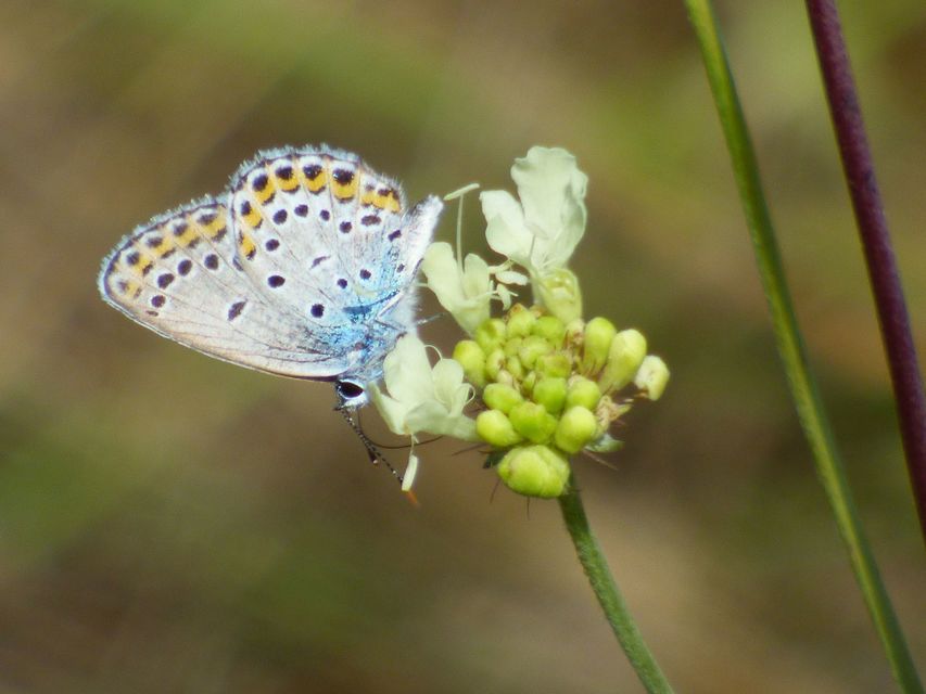 Plebejus idas - északi boglárka