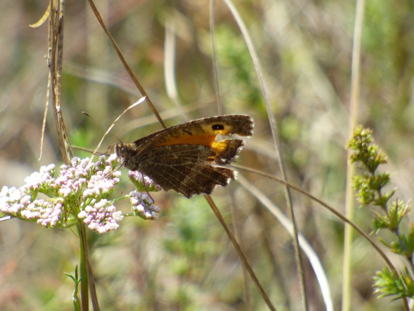 Arethusana arethusa - közönséges szemeslepke