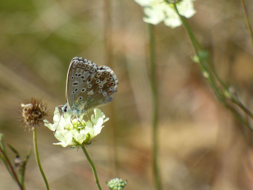 Polyommatus coridon - ezüstkék boglárka