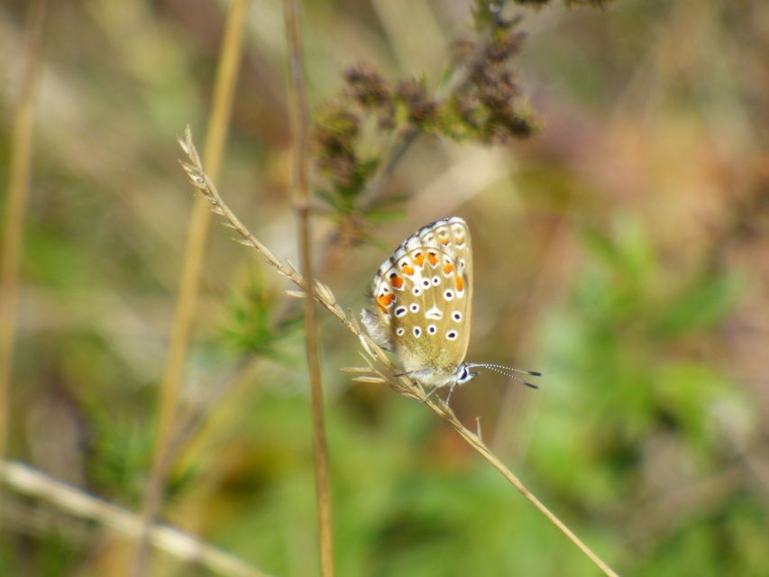 Polyommatus bellargus - égszínű boglárka