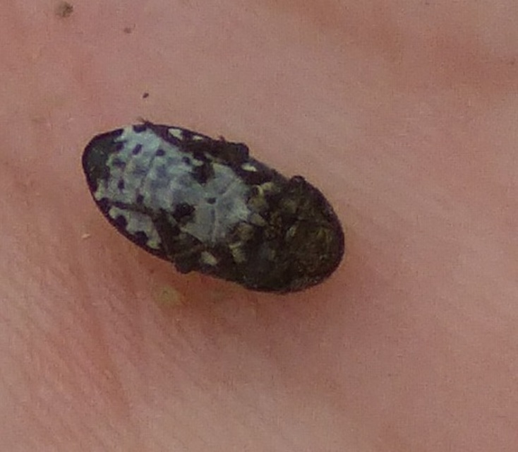 Dermestes laniarius - gyászos porva