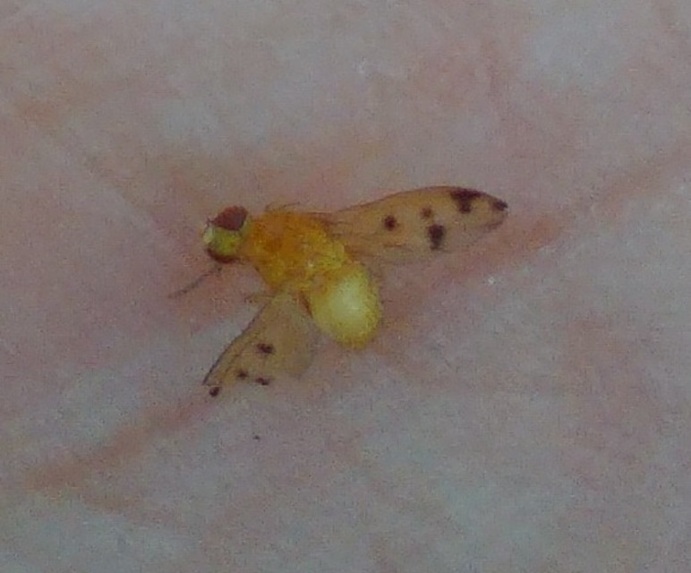 Lauxaniidae - pudvalegyek
