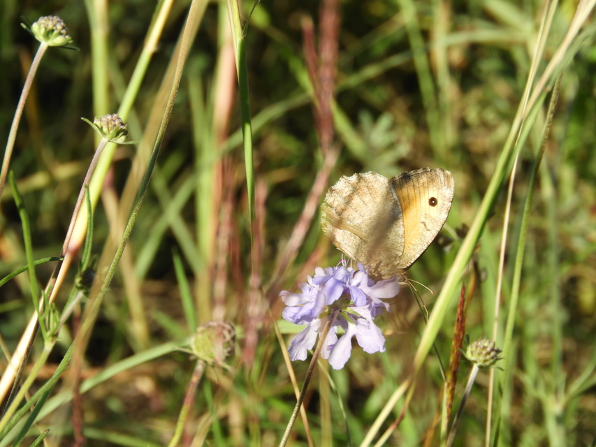Arethusana arethusa - közönséges szemeslepke