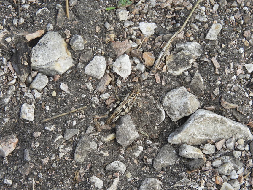 Oedaleus decorus - szalagos sáska