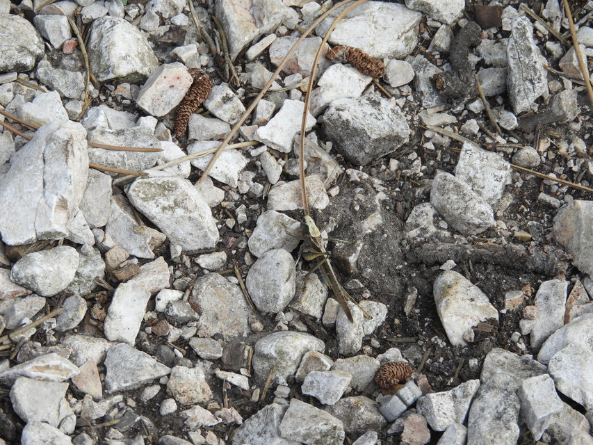 Platycleis affinis - púposhasú rétiszöcske