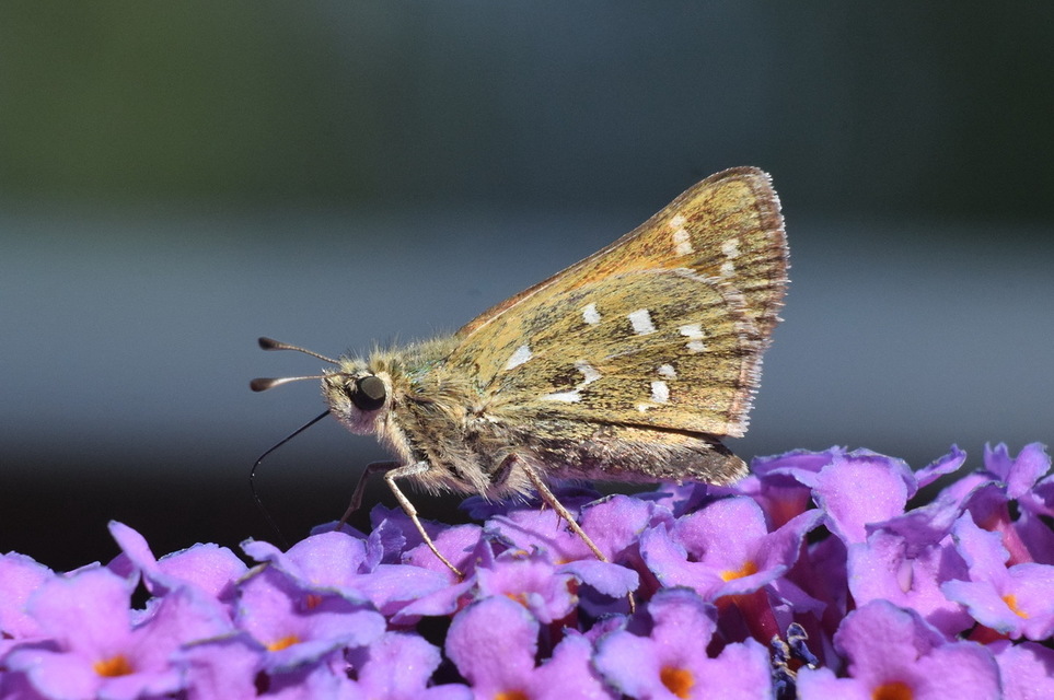 Hesperia comma - vesszős busalepke