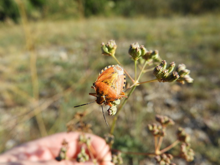 Carpocoris