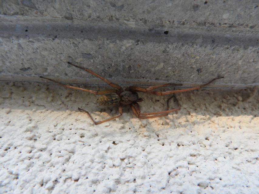 Eratigena agrestis - réti zugpók