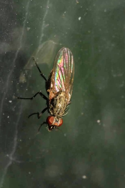 Anthomyiidae - viráglegyek