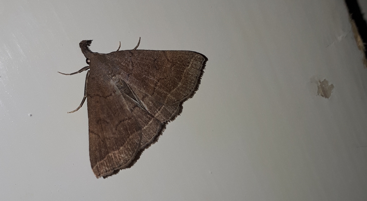Pechipogo plumigeralis - tollascsápú karcsúbagoly