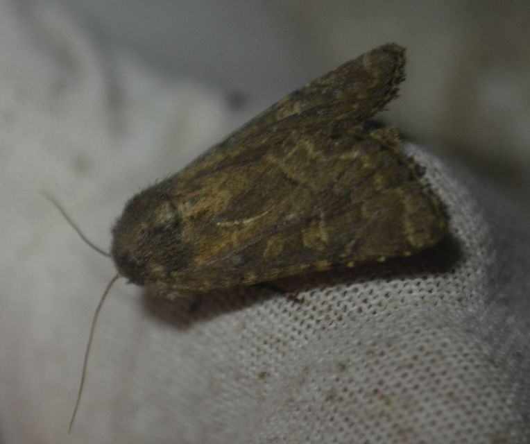 Luperina testacea - barnás szürkebagoly