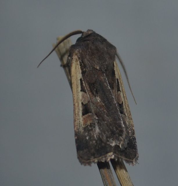 Euxoa hastifera pomazensis - szegélysávos földibagoly