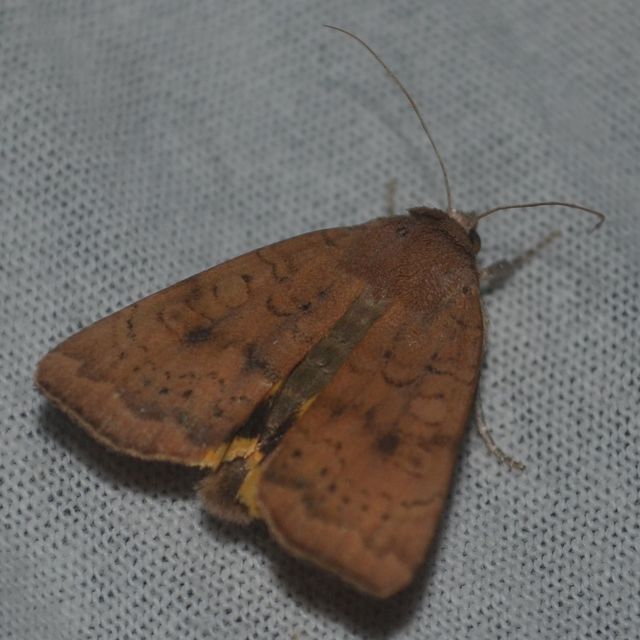 Noctua interjecta - zömök sárgafűbagoly