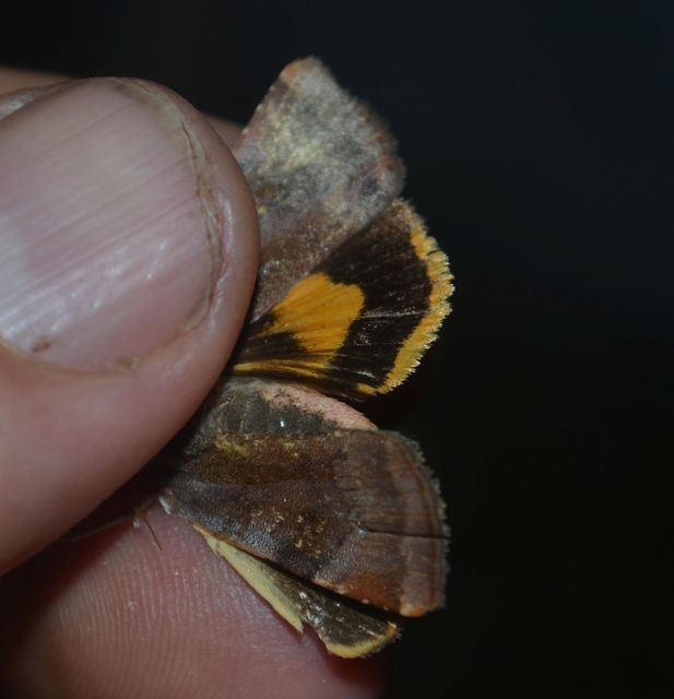 Noctua janthe - lappangó sárgafűbagoly