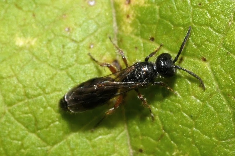 Tiphia femorata
