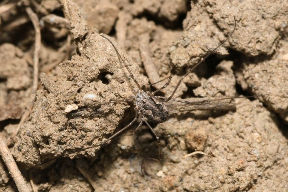 Phalangiidae