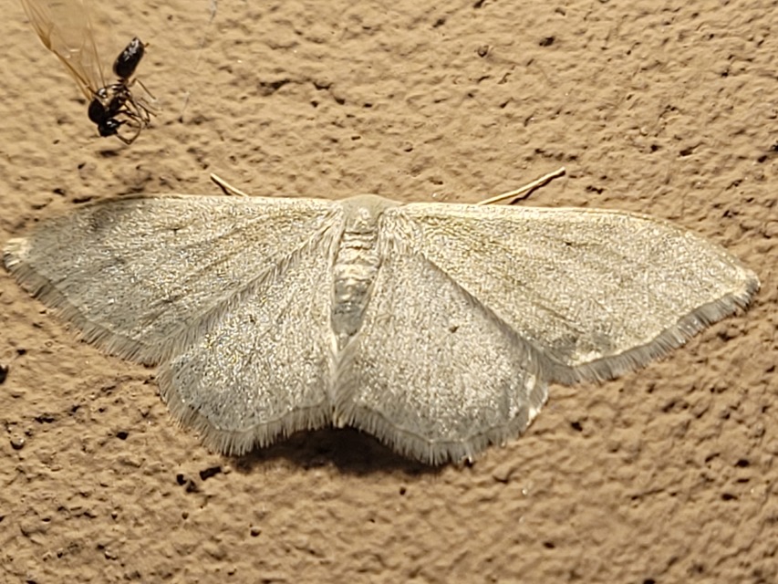 Idaea straminata - szalmasárga sávosaraszoló