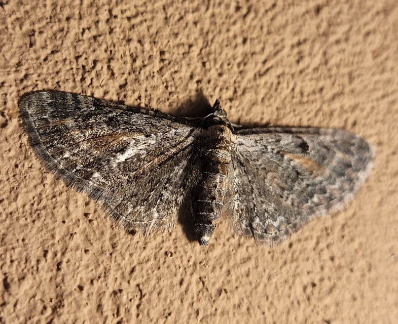 Eupithecia icterata - rozsdafoltos törpearaszoló