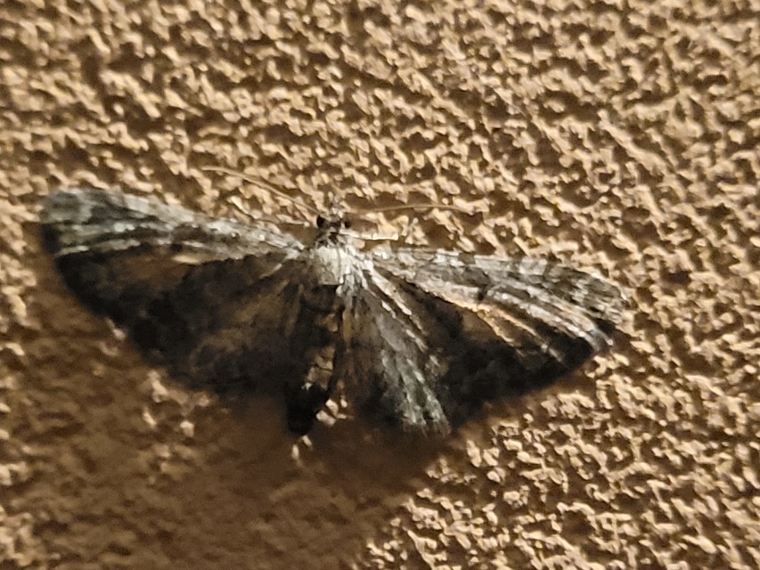 Eupithecia icterata - rozsdafoltos törpearaszoló