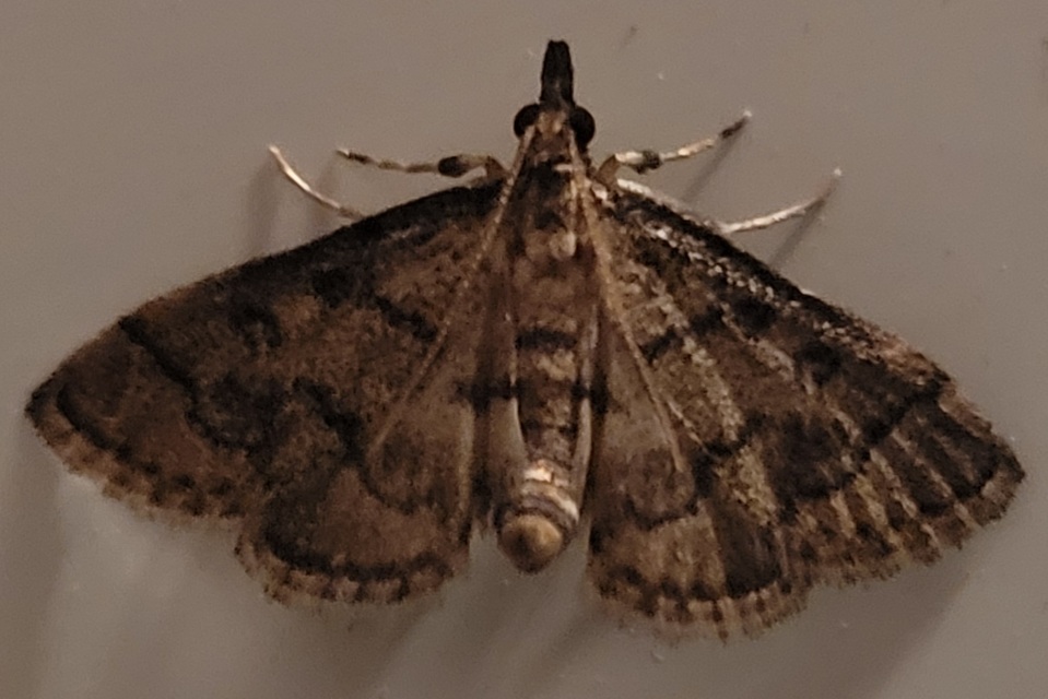 Metasia ophialis - kígyósávos tűzmoly