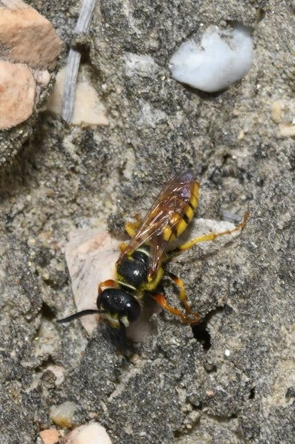 Philanthus triangulum - közönséges méhfarkas