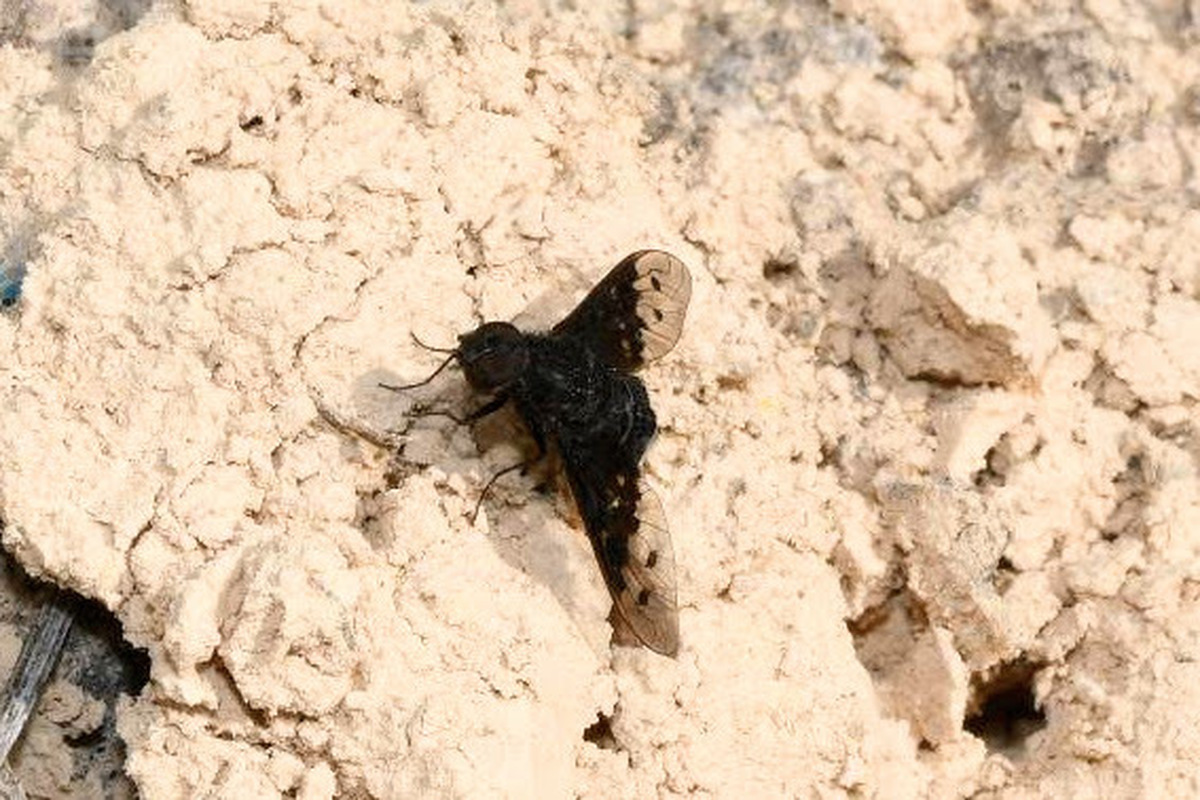 Anthrax aethiops