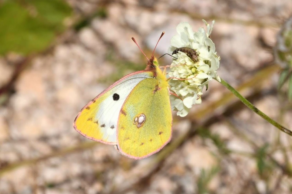 Colias alfacariensis - déli kéneslepke