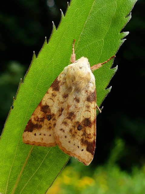 Cirrhia icteritia - nyárfa-sárgabagoly