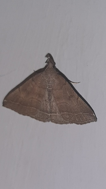 Pechipogo plumigeralis - tollascsápú karcsúbagoly