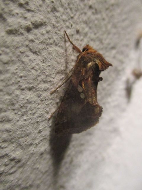 Chrysodeixis chalcites - déli aranybagoly